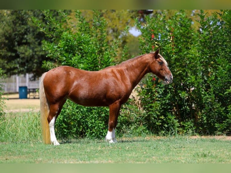 Meer ponys/kleine paarden Merrie 12 Jaar Roodvos in Terrell