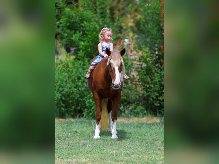 Meer ponys/kleine paarden Merrie 12 Jaar Roodvos in Terrell