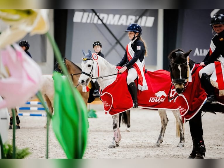 Meer ponys/kleine paarden Merrie 13 Jaar 121 cm Appelschimmel in Koryta