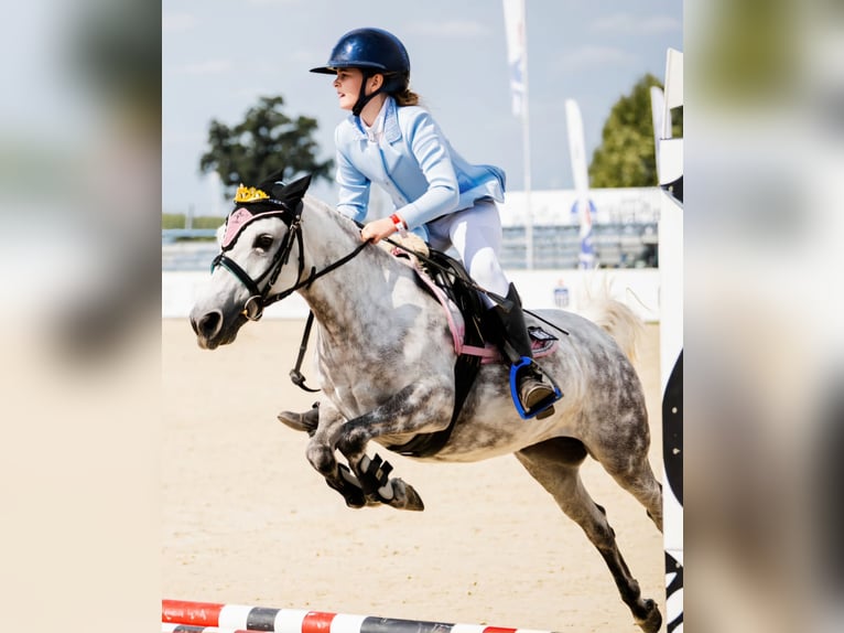 Meer ponys/kleine paarden Merrie 13 Jaar 121 cm Appelschimmel in Koryta