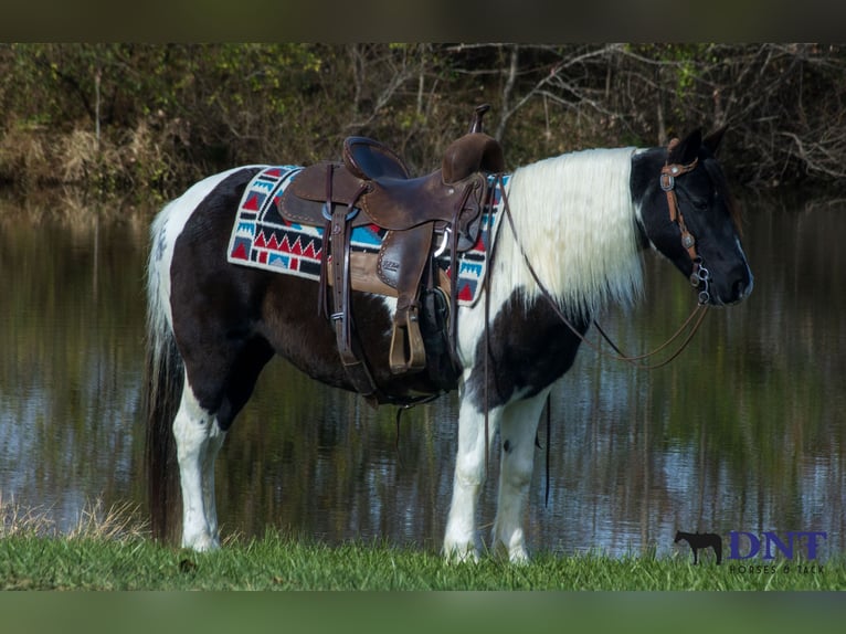 Meer ponys/kleine paarden Merrie 13 Jaar 130 cm Gevlekt-paard in Henderson