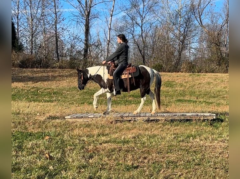Meer ponys/kleine paarden Merrie 13 Jaar 130 cm Gevlekt-paard in Henderson
