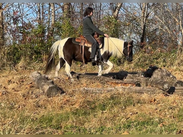 Meer ponys/kleine paarden Merrie 13 Jaar 130 cm Gevlekt-paard in Henderson
