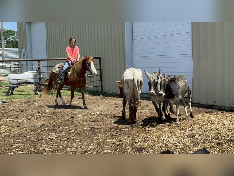 Meer ponys/kleine paarden Merrie 13 Jaar 132 cm Roodvos in Corsica, SD