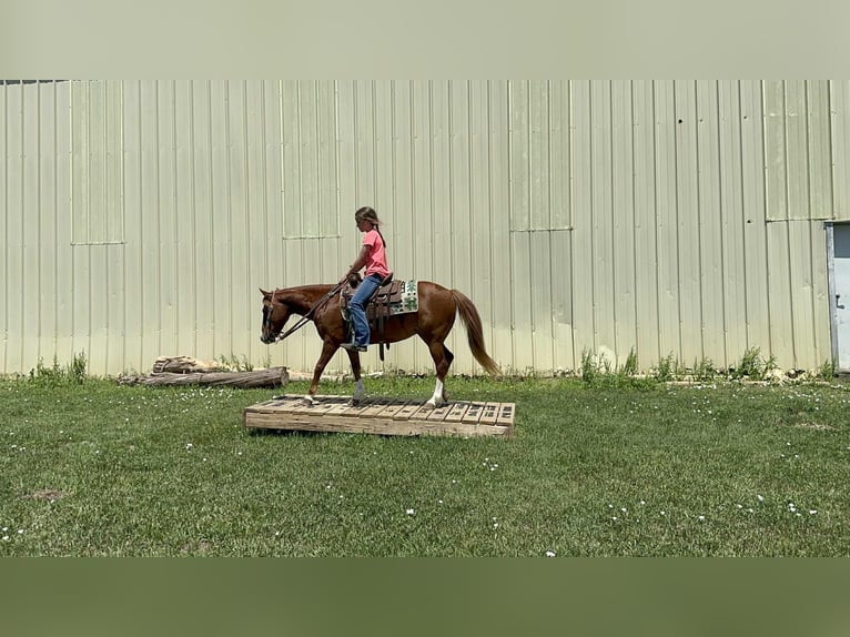 Meer ponys/kleine paarden Merrie 13 Jaar 132 cm Roodvos in Corsica, SD