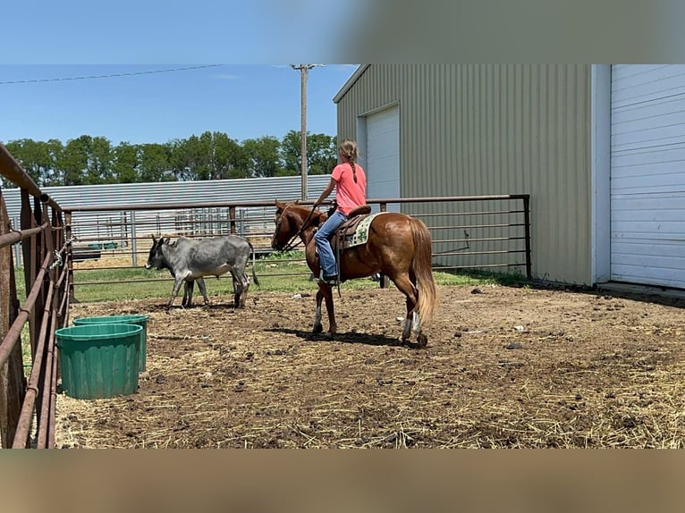 Meer ponys/kleine paarden Merrie 13 Jaar 132 cm Roodvos in Corsica, SD