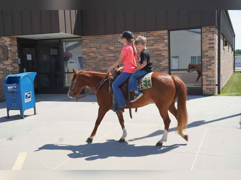 Meer ponys/kleine paarden Merrie 13 Jaar 132 cm Roodvos in Corsica, SD
