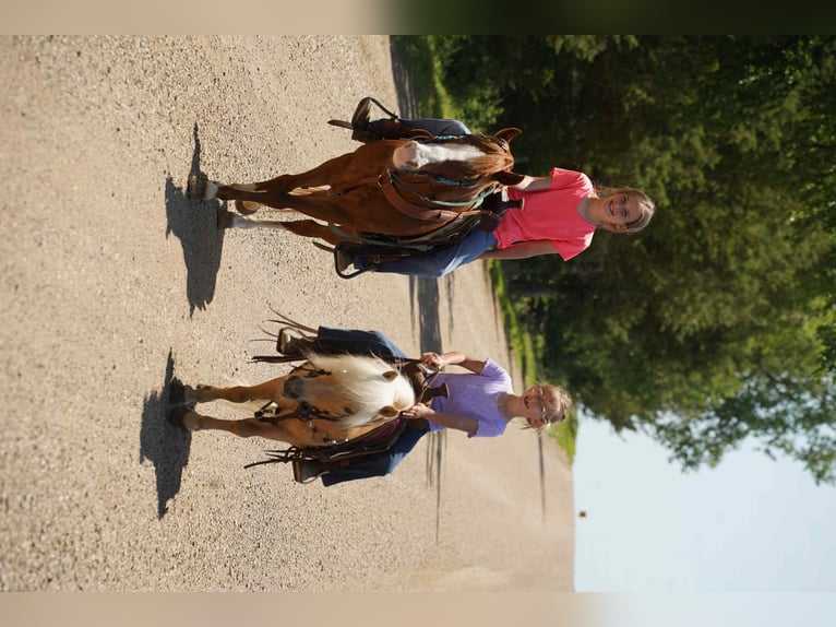 Meer ponys/kleine paarden Merrie 13 Jaar 132 cm Roodvos in Corsica, SD