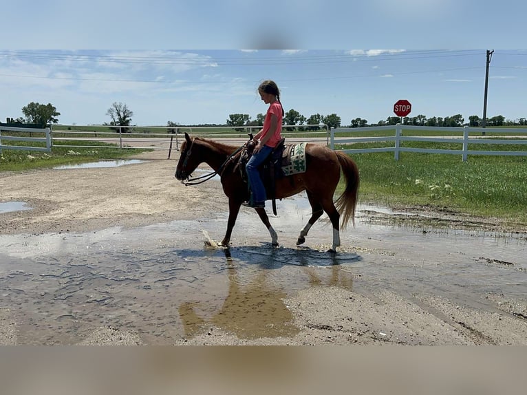 Meer ponys/kleine paarden Merrie 13 Jaar 132 cm Roodvos in Corsica, SD