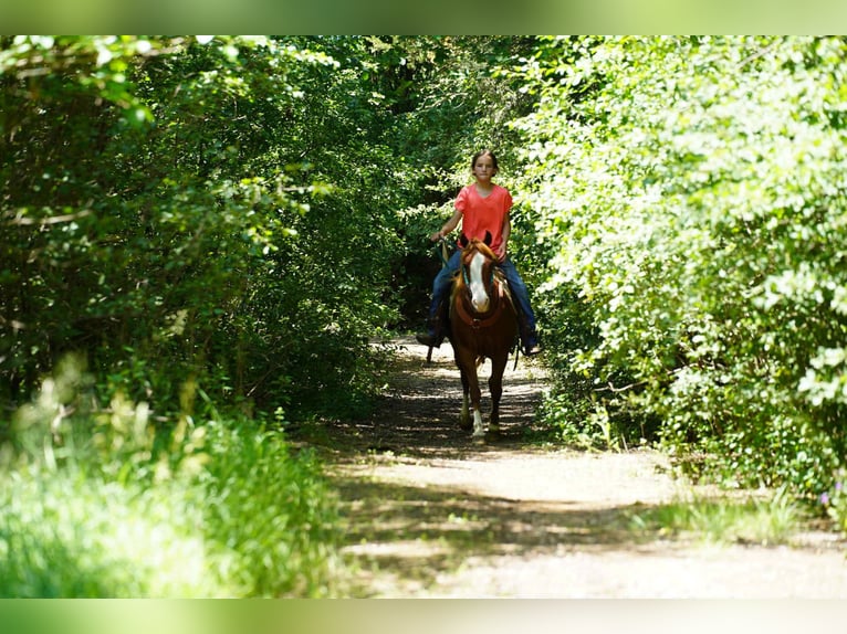 Meer ponys/kleine paarden Merrie 13 Jaar 132 cm Roodvos in Corsica, SD