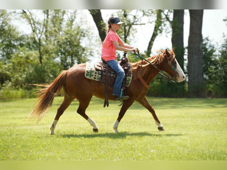 Meer ponys/kleine paarden Merrie 13 Jaar 132 cm Roodvos in Corsica, SD