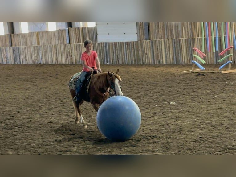 Meer ponys/kleine paarden Merrie 13 Jaar 132 cm Roodvos in Corsica, SD
