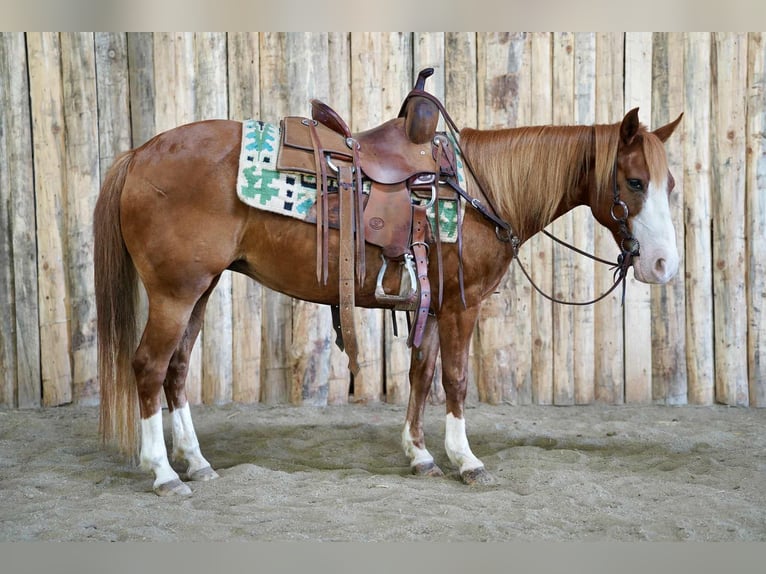 Meer ponys/kleine paarden Merrie 13 Jaar 132 cm Roodvos in Corsica, SD