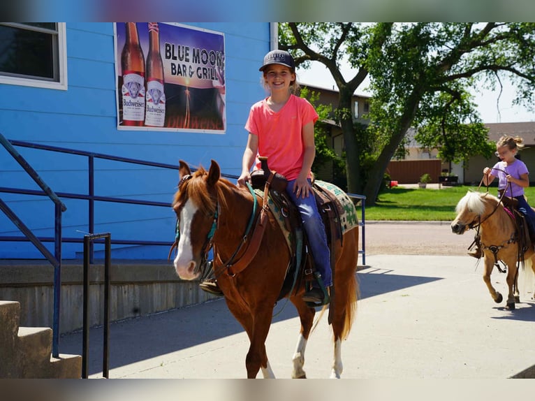 Meer ponys/kleine paarden Merrie 13 Jaar 132 cm Roodvos in Corsica, SD