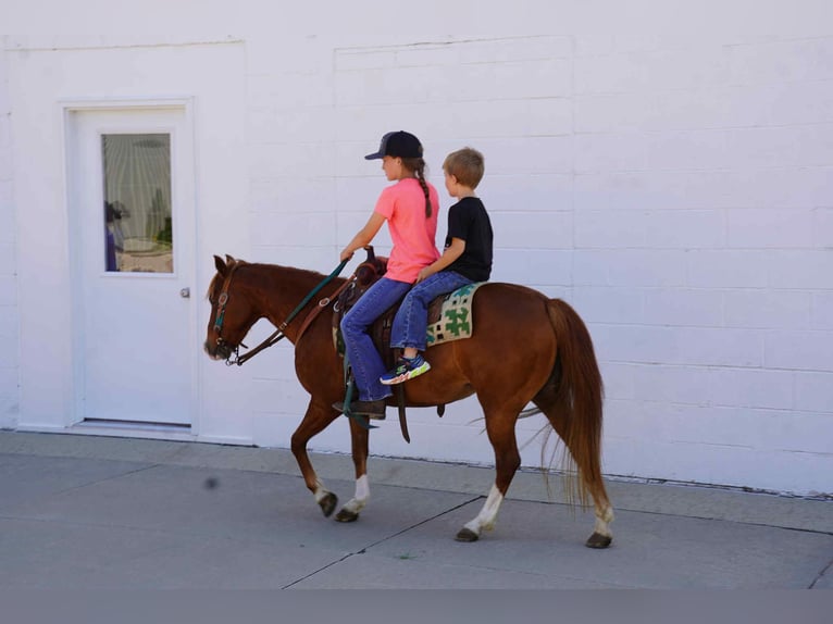 Meer ponys/kleine paarden Merrie 13 Jaar 132 cm Roodvos in Corsica, SD