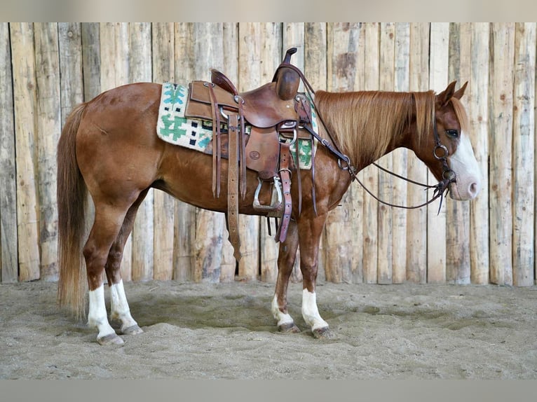 Meer ponys/kleine paarden Merrie 13 Jaar 132 cm Roodvos in Corsica, SD