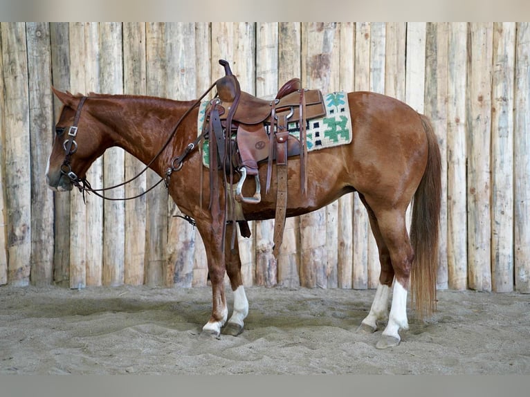 Meer ponys/kleine paarden Merrie 13 Jaar 132 cm Roodvos in Corsica, SD