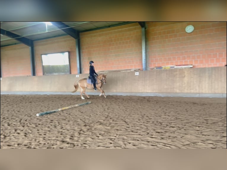 Meer ponys/kleine paarden Merrie 13 Jaar 135 cm Vos in Brechen