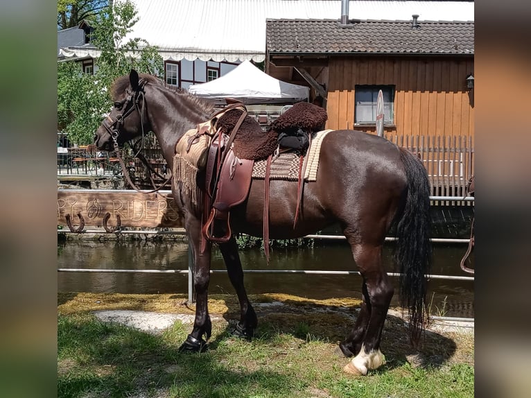Meer ponys/kleine paarden Mix Merrie 13 Jaar 142 cm Zwartbruin in GefellGefell