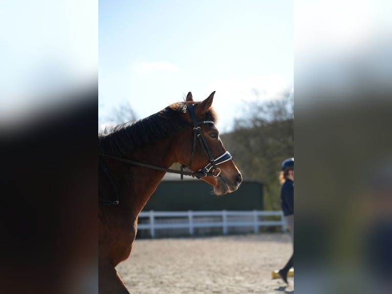 Meer ponys/kleine paarden Merrie 13 Jaar 143 cm Bruin in Weilers