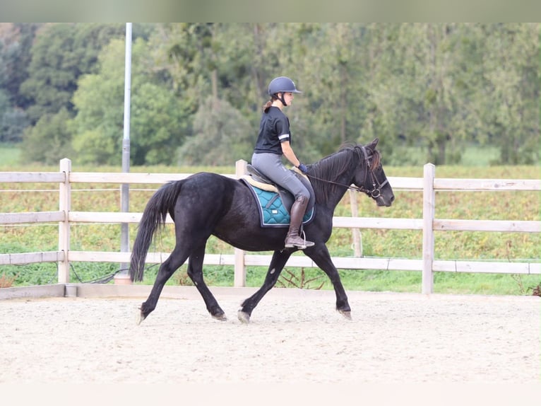Meer ponys/kleine paarden Merrie 13 Jaar 143 cm Zwart in Pepingen