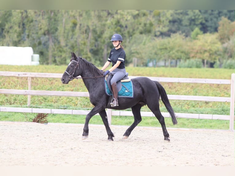 Meer ponys/kleine paarden Merrie 13 Jaar 143 cm Zwart in Pepingen