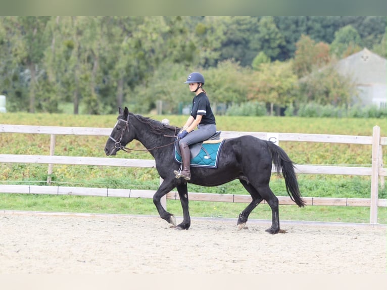 Meer ponys/kleine paarden Merrie 13 Jaar 143 cm Zwart in Pepingen