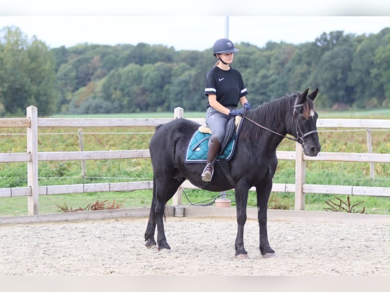 Meer ponys/kleine paarden Merrie 13 Jaar 143 cm Zwart in Pepingen