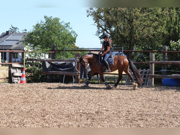 Meer ponys/kleine paarden Mix Merrie 13 Jaar 145 cm Bruin in Hohenruppersdorf