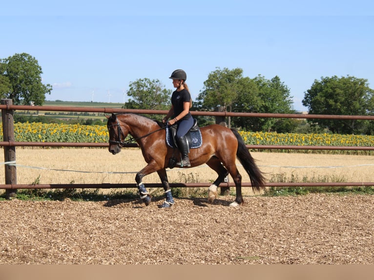 Meer ponys/kleine paarden Mix Merrie 13 Jaar 145 cm Bruin in Hohenruppersdorf