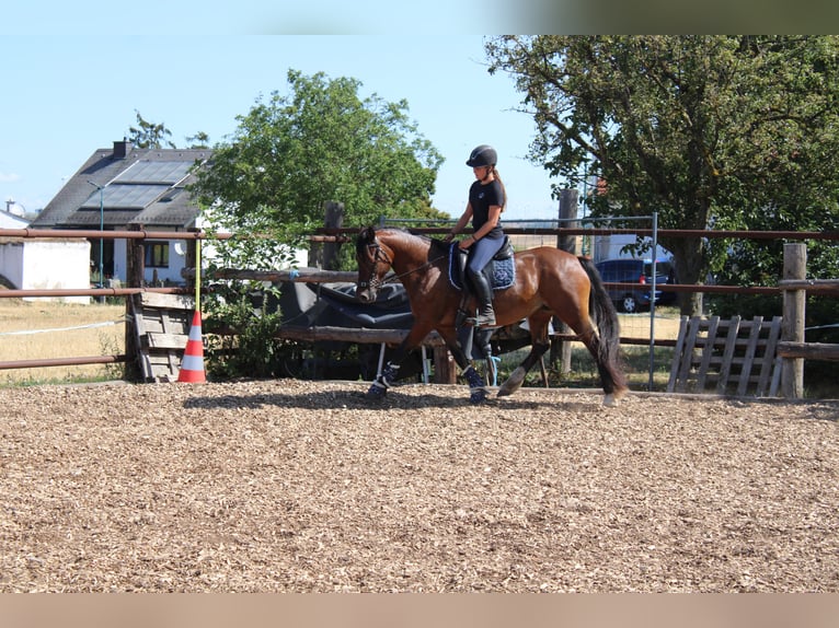 Meer ponys/kleine paarden Mix Merrie 13 Jaar 145 cm Bruin in Hohenruppersdorf