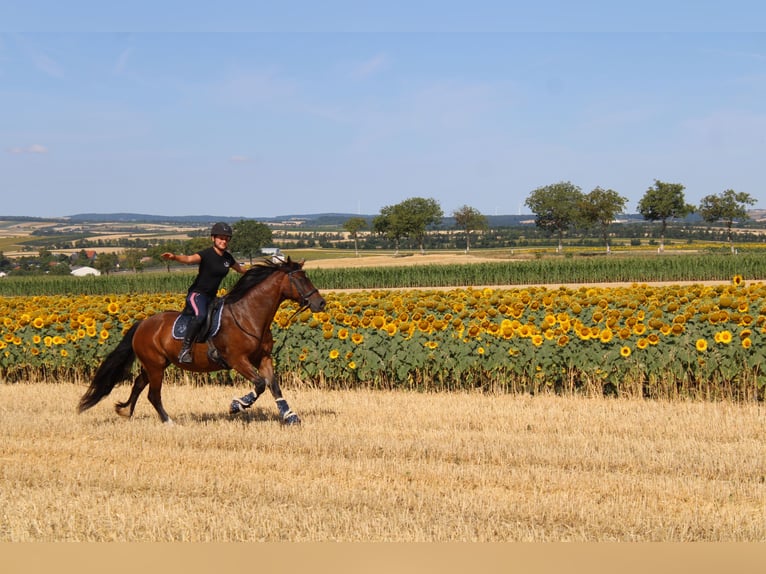 Meer ponys/kleine paarden Mix Merrie 13 Jaar 145 cm Bruin in Hohenruppersdorf