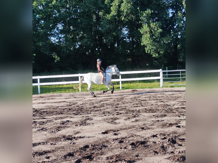 Meer ponys/kleine paarden Merrie 13 Jaar 153 cm Schimmel in J&#xF6;rl