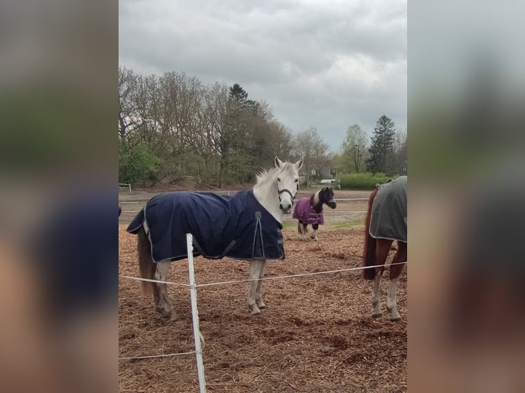 Meer ponys/kleine paarden Merrie 13 Jaar 153 cm Schimmel in J&#xF6;rl