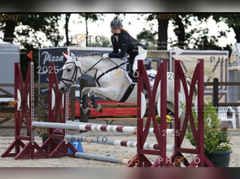 Meer ponys/kleine paarden Merrie 13 Jaar 153 cm Schimmel in J&#xF6;rl