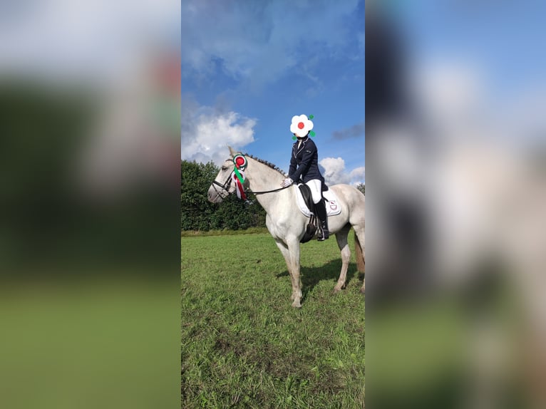 Meer ponys/kleine paarden Merrie 13 Jaar 153 cm Schimmel in J&#xF6;rl