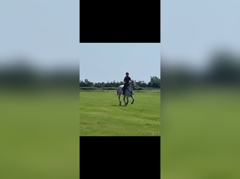 Meer ponys/kleine paarden Merrie 13 Jaar 153 cm Schimmel in J&#xF6;rl