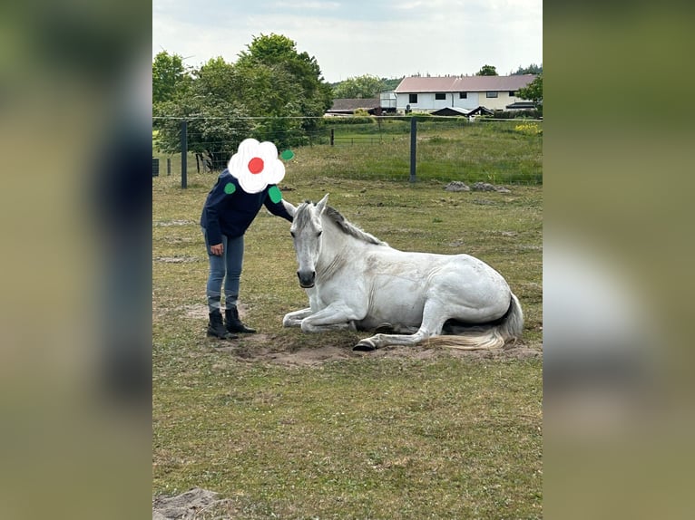 Meer ponys/kleine paarden Merrie 13 Jaar 153 cm Schimmel in J&#xF6;rl