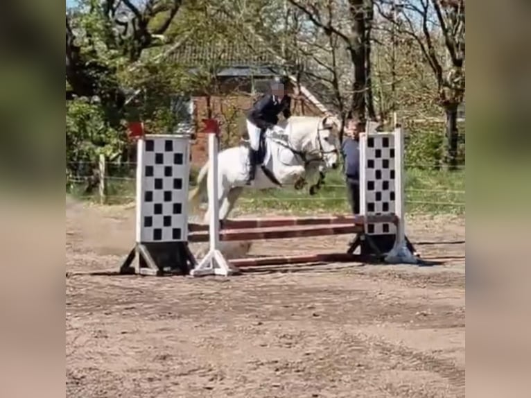 Meer ponys/kleine paarden Merrie 13 Jaar 153 cm Schimmel in J&#xF6;rl