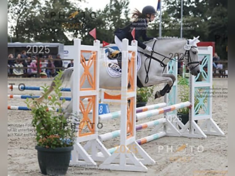 Meer ponys/kleine paarden Merrie 13 Jaar 153 cm Schimmel in J&#xF6;rl