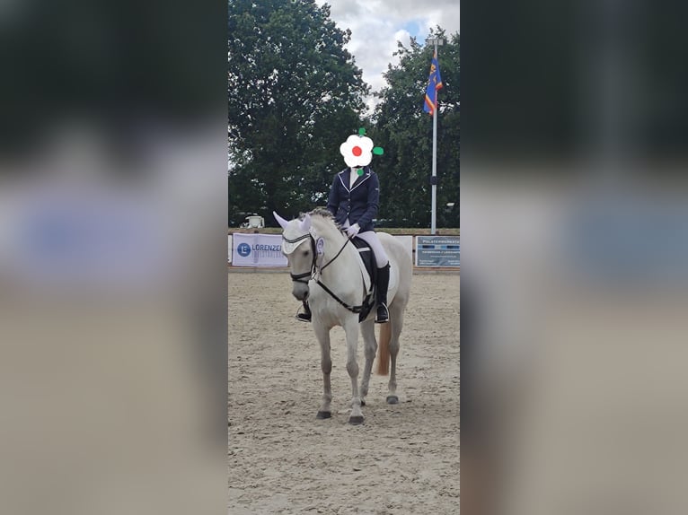 Meer ponys/kleine paarden Merrie 13 Jaar 153 cm Schimmel in J&#xF6;rl