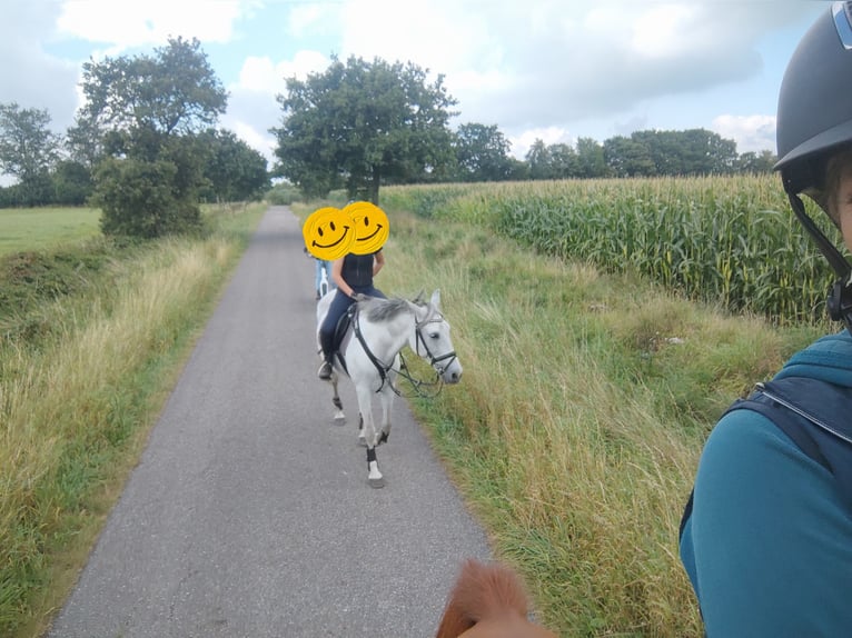 Meer ponys/kleine paarden Merrie 13 Jaar 153 cm Schimmel in J&#xF6;rl