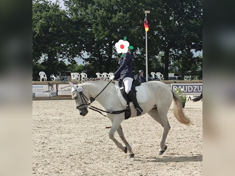Meer ponys/kleine paarden Merrie 13 Jaar 153 cm Schimmel in J&#xF6;rl