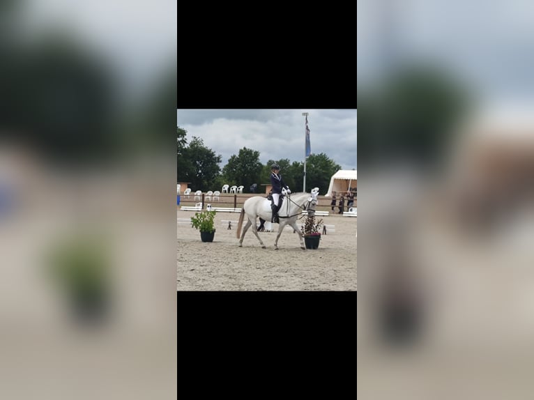 Meer ponys/kleine paarden Merrie 13 Jaar 153 cm Schimmel in J&#xF6;rl