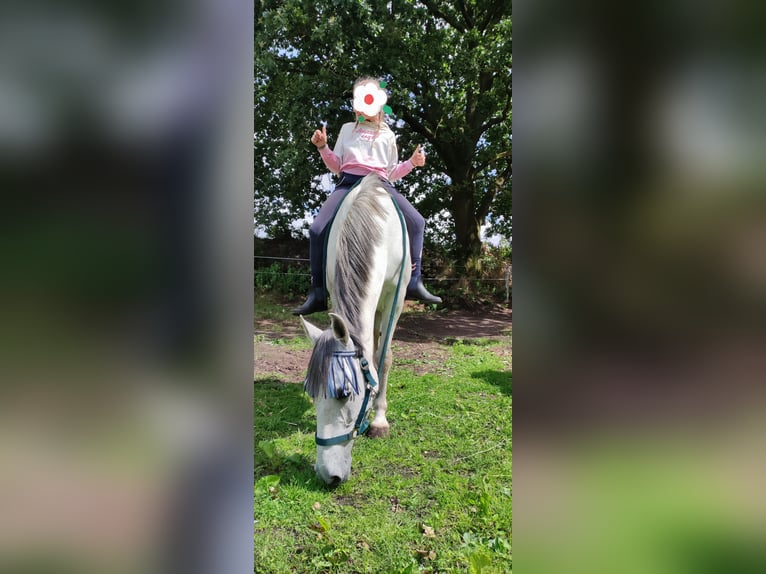 Meer ponys/kleine paarden Merrie 13 Jaar 153 cm Schimmel in J&#xF6;rl