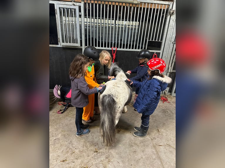 Meer ponys/kleine paarden Merrie 13 Jaar 85 cm Gevlekt-paard in Bogaarden
