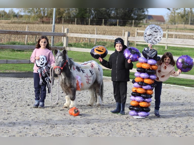 Meer ponys/kleine paarden Merrie 13 Jaar 85 cm Gevlekt-paard in Bogaarden