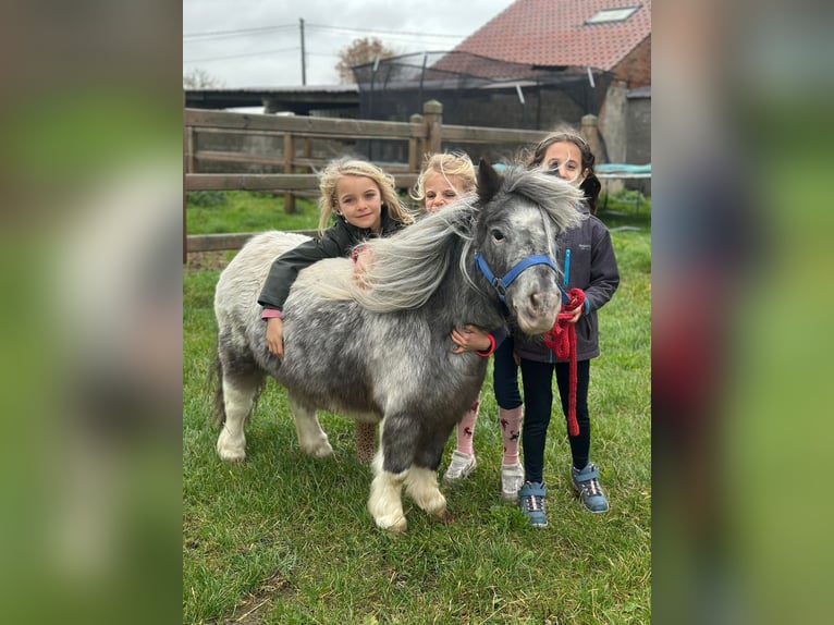 Meer ponys/kleine paarden Merrie 13 Jaar 85 cm Gevlekt-paard in Bogaarden