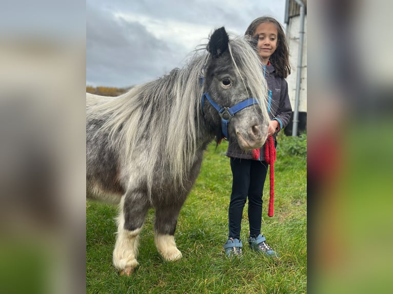 Meer ponys/kleine paarden Merrie 13 Jaar 85 cm Gevlekt-paard in Bogaarden