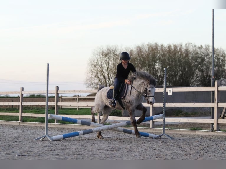 Meer ponys/kleine paarden Merrie 14 Jaar 126 cm Appaloosa in Bogaarden
